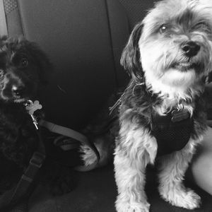 Meet your Posher, Sara